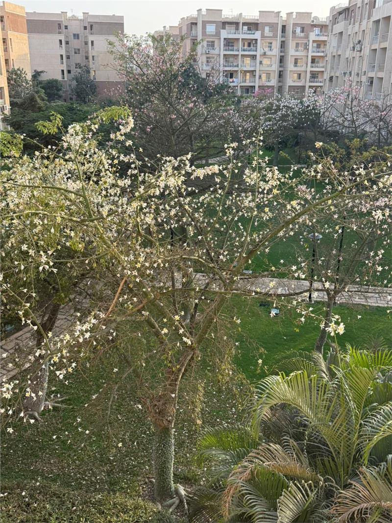 شقة فى مدينتى  96 م2 قبلى للبيع كاش كود 54981